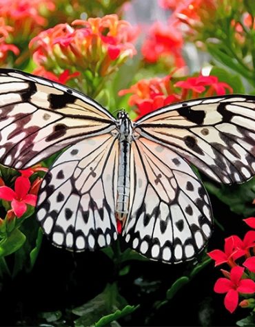 Large Tree Nymph Butterfly Paint By Numbers
