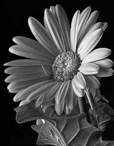 Black and White Daisy Blossoms Paint By Numbers