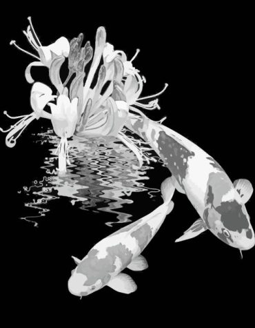 Black Koi Fishes Paint By Numbers