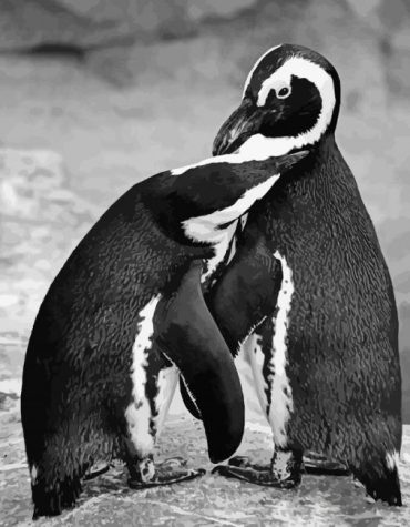 Penguins Black White Birds Paint By Numbers