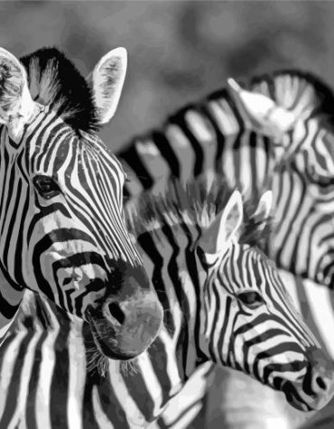 Zebra Wildlife in Monochrome Paint By Numbers