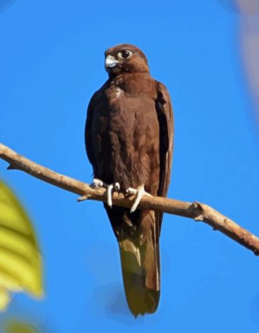 Black Falcon Bird Art Paint By Numbers