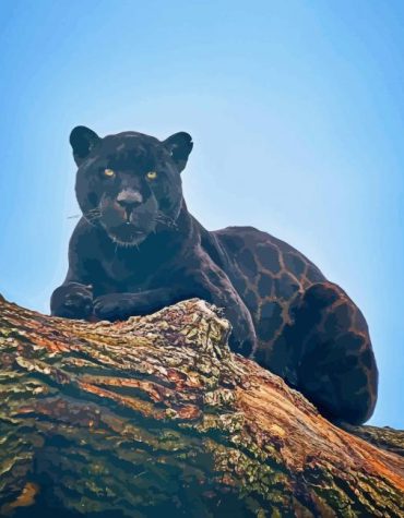 Majestic Black Jaguar Paint By Numbers