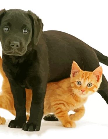 Black Lab and Cat Pets Paint By Numbers