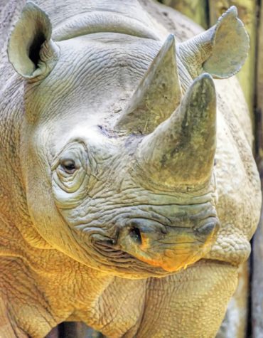 Majestic Grey Rhinoceros Paint By Numbers