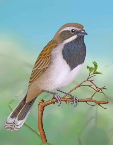 Throated Sparrow Wildlife Paint By Numbers