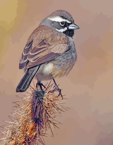 Black Throated Sparrow Birds Paint By Numbers