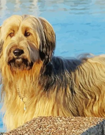 Blond Briard Puppy Paint By Numbers