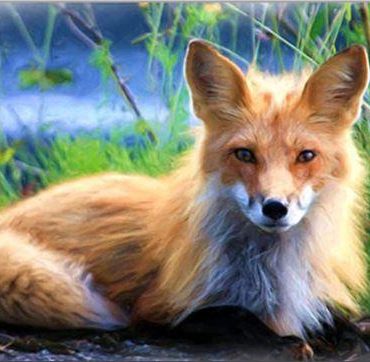 White Fox Paint By Numbers