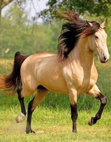 Arabian Stallion Paint By Numbers