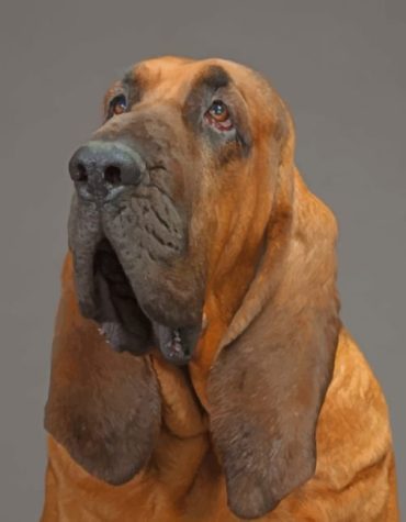 Bloodhound Dog Lover Paint By Numbers