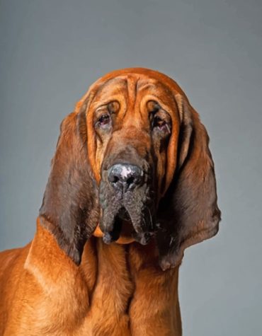 Bloodhound Pet Paint By Numbers