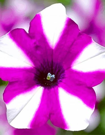Blooming Petunia Paint By Numbers