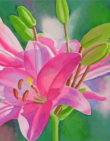 Pink Lily Blossoms Paint By Numbers