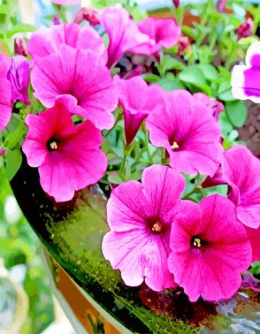 Blooming Pink Petunia Flowers Paint By Numbers