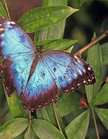 Blue Butterfly Nature Paint By Numbers