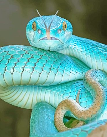 Blue Viper Paint By Numbers