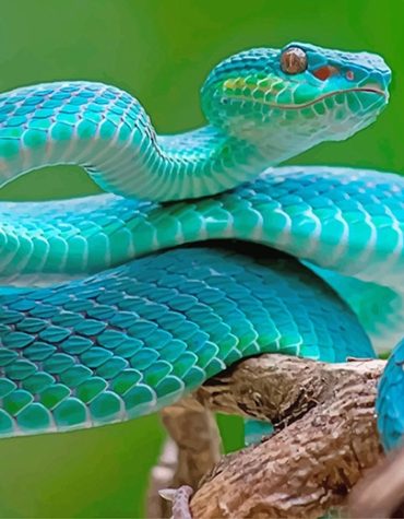 Blue Venomous Viper Paint By Numbers