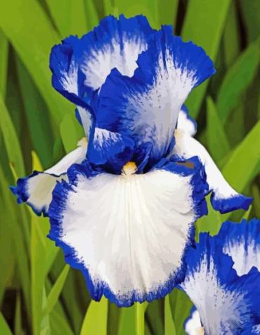 Blue and White Bearded Iris Paint By Numbers