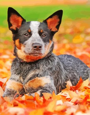 Australian Cattle Dog Blue Heeler Paint By Numbers
