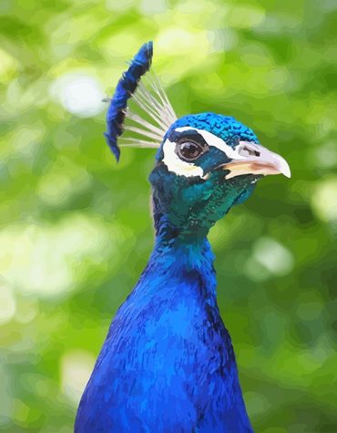 Blue Peacock Picture Paint By Numbers