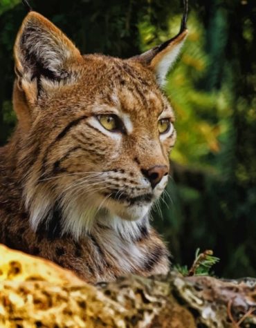 Bobcat Wildlife Beauty Paint By Numbers