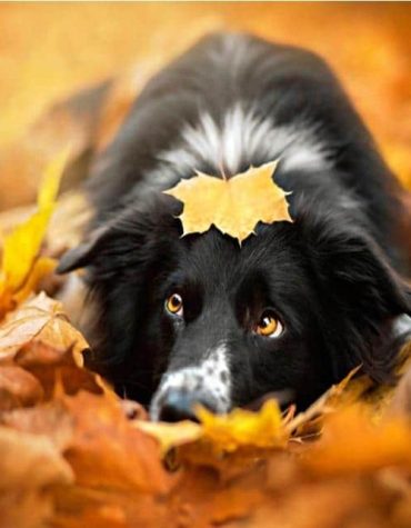 Border Collie Autumn Colors Paint By Numbers