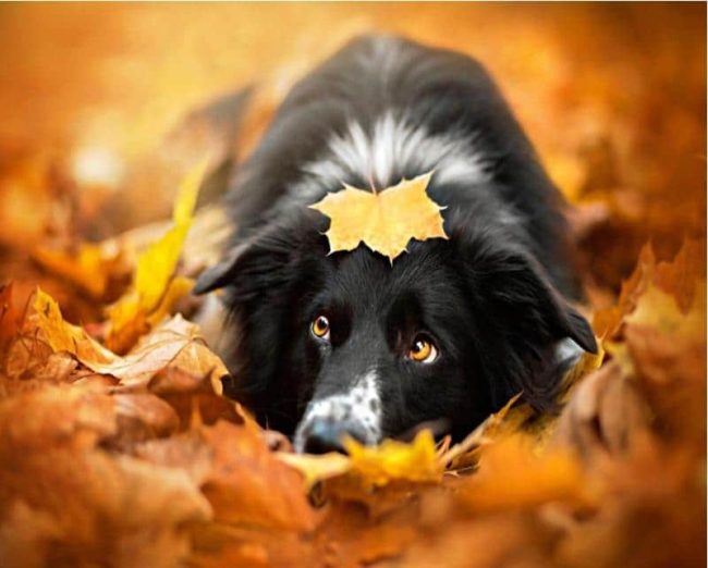 Border Collie Autumn Colors Paint By Numbers