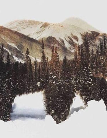 Majestic Brown Bear Paint By Numbers