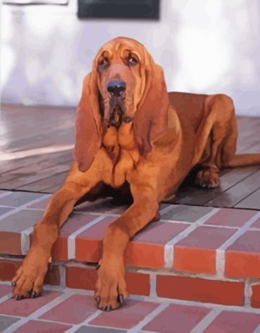 Brown Bloodhound Dog Paint By Numbers