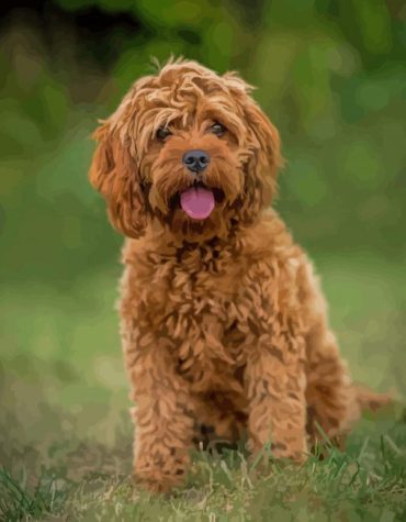 Brown Cockapoodle Puppies Paint By Numbers