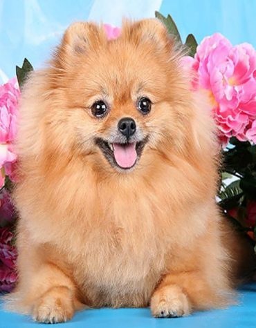 Brown Pomeranian Dog Paint By Numbers
