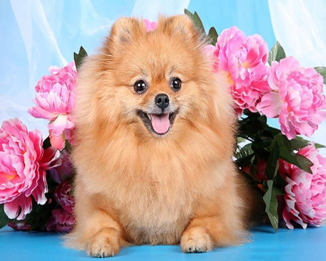 Brown Pomeranian Dog Paint By Numbers