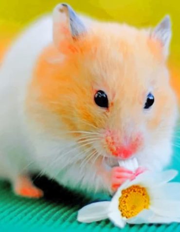 Hamster with Flowers Paint By Numbers