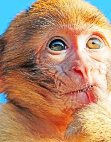 Brown Macaque Monkey Paint By Numbers