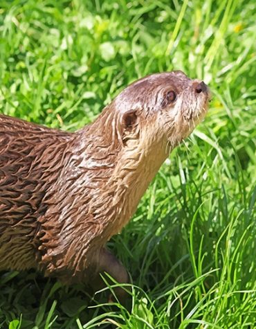 Brown Otter in Nature Paint By Numbers