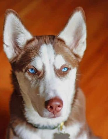 Brown Serbian Husky Puppy Paint By Numbers