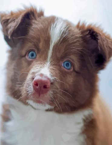 Brown Border Collie Dog Paint By Numbers