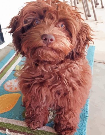 Brown Cockapoo Puppy Paint By Numbers