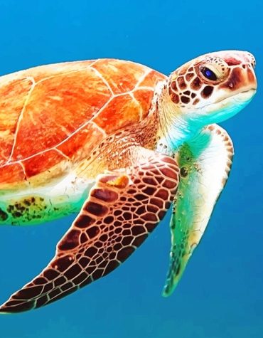 Brown Sea Turtle Paint By Numbers
