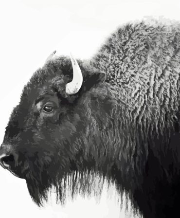 Buffalo Wildlife Illustration Paint By Numbers