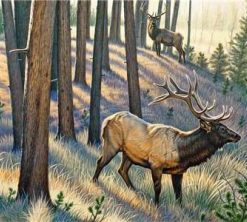 Bull Elk Wildlife Paint By Numbers