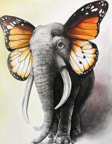 Elephant and Butterfly Wildlife Paint By Numbers