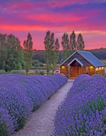 Log Cabin in Lavender Fields Paint By Numbers