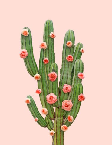 Cactus and Rose Blooms Paint By Numbers