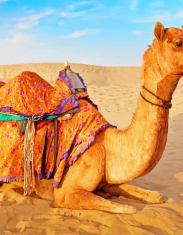 Camel in Desert Serenity Paint By Numbers