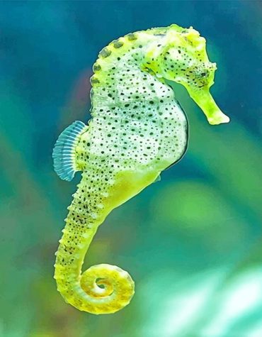 Cape Seahorse Ocean Beauty Paint By Numbers