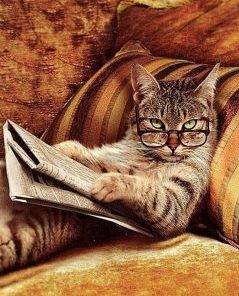 Cat Lover Paint By Numbers