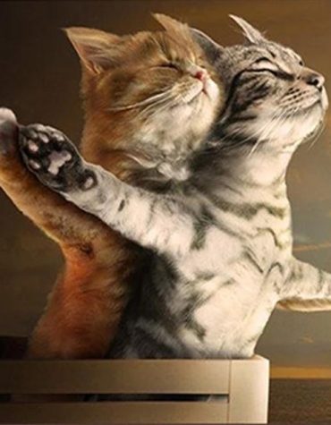 Kitty Titanic Adventure Paint By Numbers