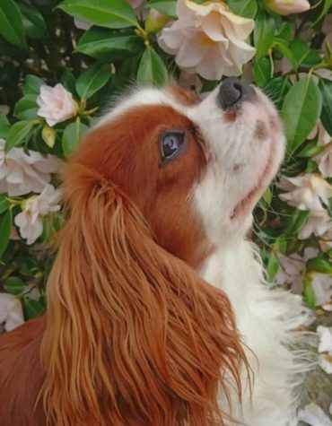 King Charles Spaniel Puppy Paint By Numbers